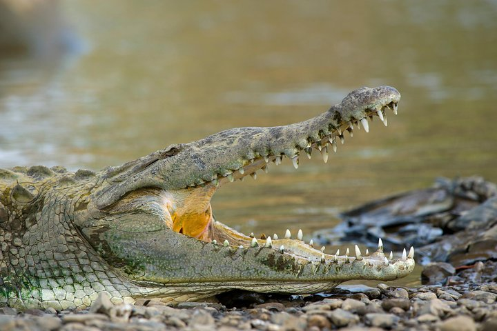 Palo Verde Boat Tour - Photo 1 of 11